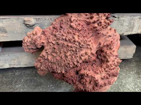 花梨瘤15號 Youtube