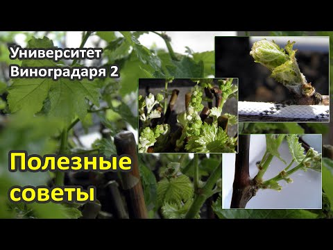 10. Полезные советы и рекомендации по выращиванию саженцев винограда