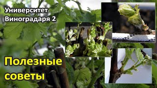 10. Полезные советы и рекомендации по выращиванию саженцев винограда