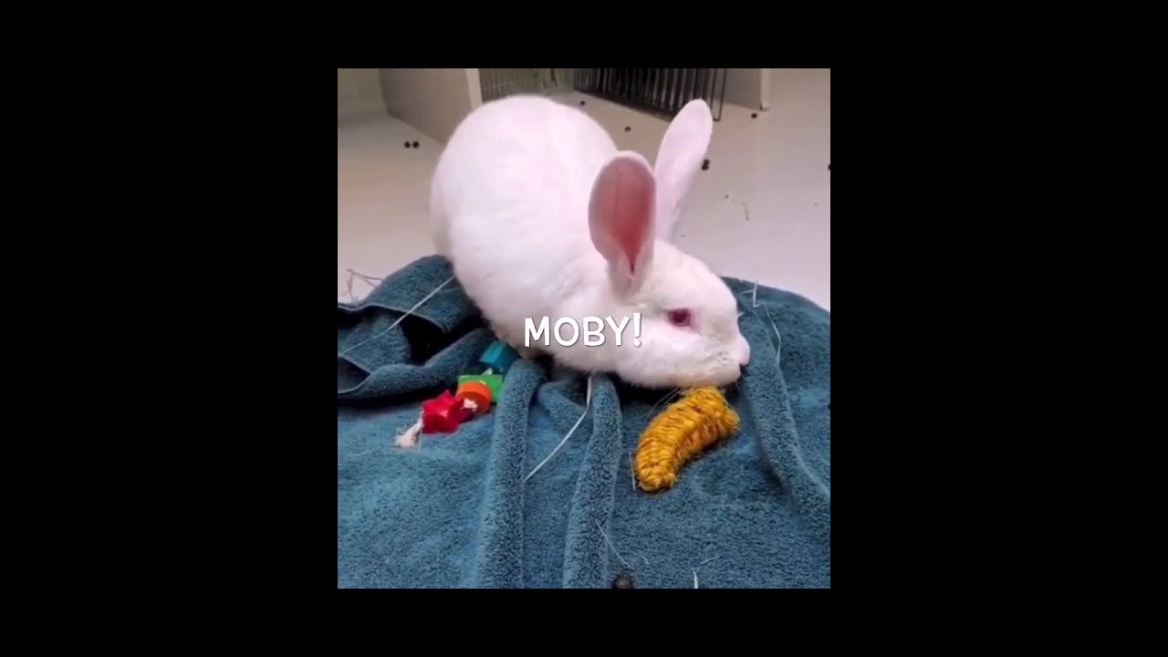 Moby, handsome boy rabbit! - YouTube