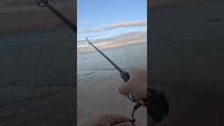 Capturo una Sepia...EGIG LETAL❗️ #fishing #pesca #egging