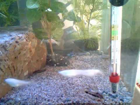 メダカとコリドラス