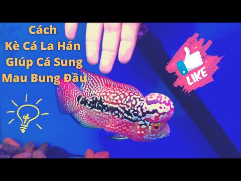 Video Bí Quyết Giúp Cá La Hán Sung Nhanh Bung Đầu - Kè Cá La... - YouTube