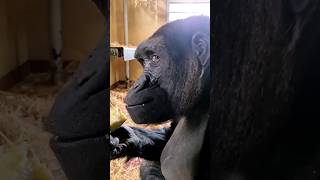Pineapple Treat! #Gorilla #Asmr #Mukbang #Eating