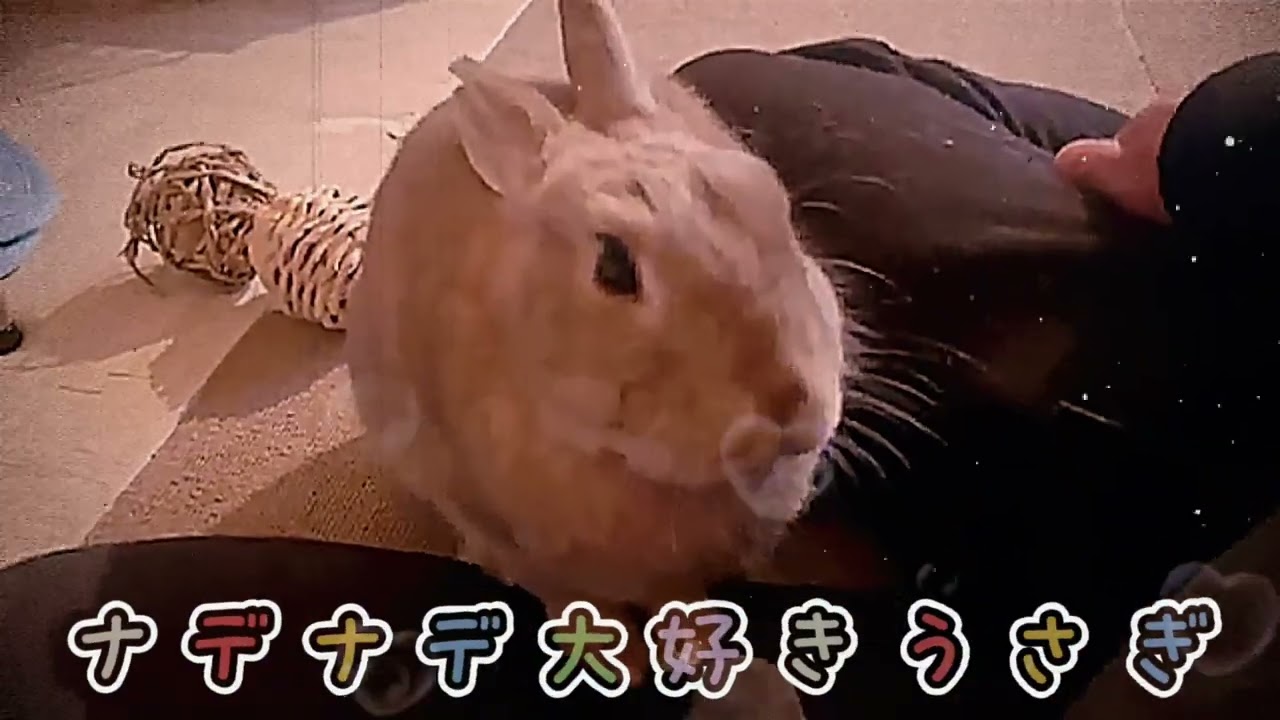 うさぎ】自分から撫でられに来る我が子ラッキー - YouTube