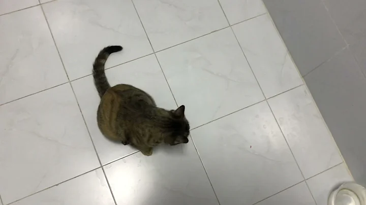 Tabasco entertains herself