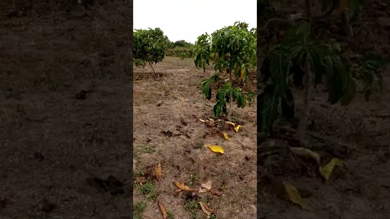 Medicinal Nooni orchard 24.03.2022 (kl1613)