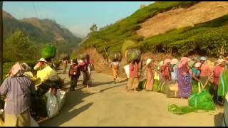 Tea Plantation End of the Day. Tea Plantation Workers. Munnar. Kerala. South India