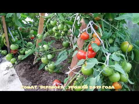 Video: Tomato Verlioka: сын-пикирлер, мүнөздөмөлөрү, сүрөттөлүшү жана сүрөт