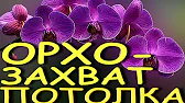 Орхидеи,узамба́рские фиалки,Самара🌺