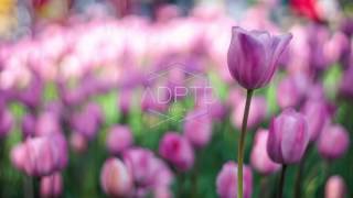 Indigo District - Tulips