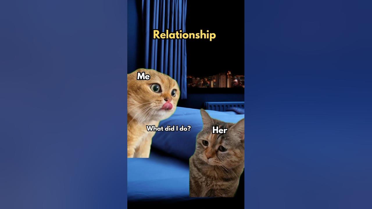 2 Cat talking Memes #cat #catmemes #katze #chat #gatos #funny