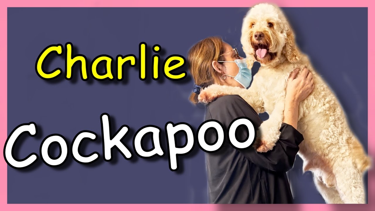 How to groom a dog like a pro: tips from this dog grooming channel ...
