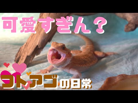 表情が豊かすぎるフトアゴヒゲトカゲ🦎〜すけさんの日常〜