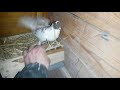 четыре гнезда для голубей за 10 минут, быстро, дешево и сердито