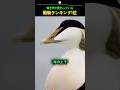 鳴き声が変わっている動物ランキング1位
