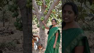 #அத்திமரம் #அத்திப்பழம் #நாட்டுமரம் #இயற்கைஅதிசயம் #VillageLife #NatureTamil #OrganicLife #HealthyFo