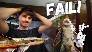 HUGE MISTAKE! Failed Breeding with the Royal Whiptails! Day in the Fish Room #34