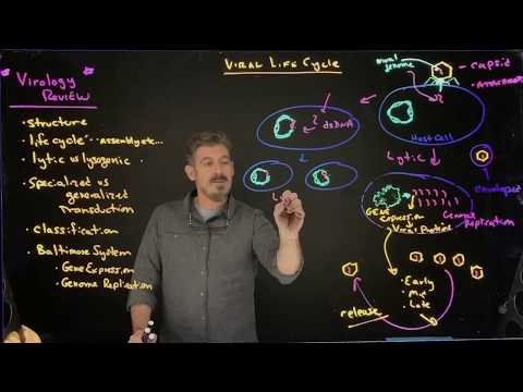 Viral Life Cycle Overview