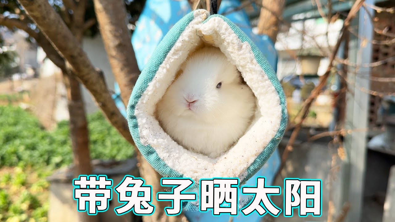 布丁看着兔子都不敢出窝只能挂起来晒太阳,话说兔妈的短耳朵怎么会生出长耳朵来,不会是出轨了吧? - YouTube