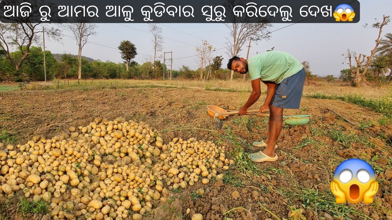 ଆଜି ରୁ ଆମର ଆଳୁ କୁଡ଼ିବାର ସୂରୁ କରିଦେଲୁ😱#sambalpurivlog #odiavlog #farminglifestyle 