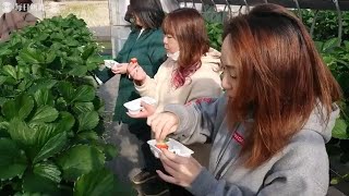 もぎたて「紅ほっぺ」頰張って　観光いちご園が開園　静岡・伊豆の国