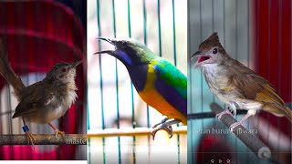 MASTERAN KAPAS TEMBAK GACOR JEDA RAPET VS CUNGKOK MBESET KASARAN COCOK BUAT MASTERAN SEMUA BURUNG