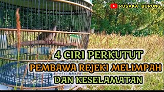 4 ciri perkutut pembawa rejeki melimpah dan keselamatan