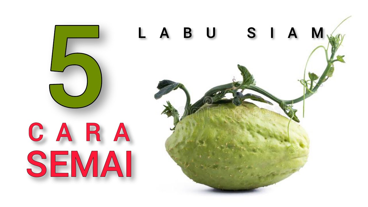 MUDAH ❗5 cara semai labu siam terbaik || 5 best & easiest ways to seed chayote