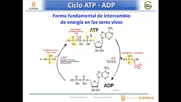 ¿Por qué es tan inestable el ATP?