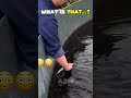 Don't Bite The Hand That Feeds You..💀 #shorts #wow #crazy #animals