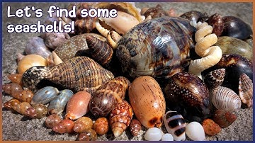 Finding Seashells at Low Tide | Best Isabella Cowrie [Virtual Shelling]