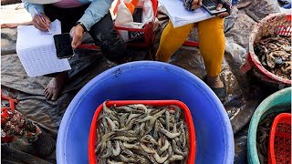 Faced with climate challenges, Vietnamese rice farmers switch to shrimp