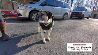 Pet of the Week Max at Hillside SPCA