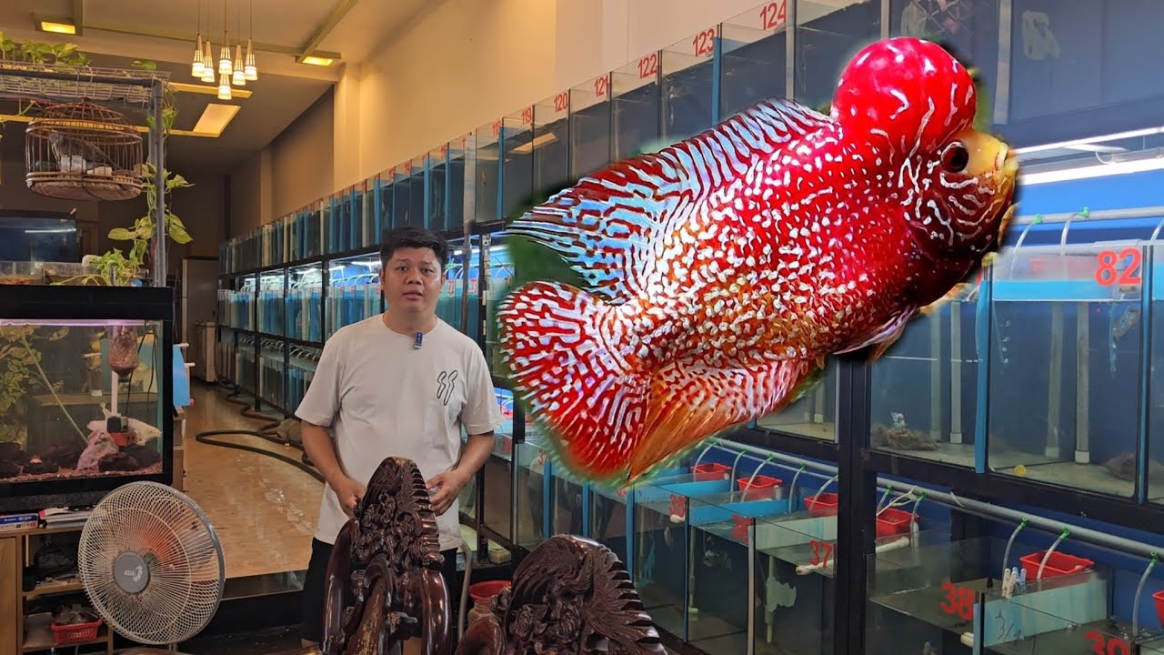 3-11 lên lô cá la hán kamfa f2 đủ giá cho anh em lựa chọn đam mê cá la hán kamfa 2 siêu đẹp