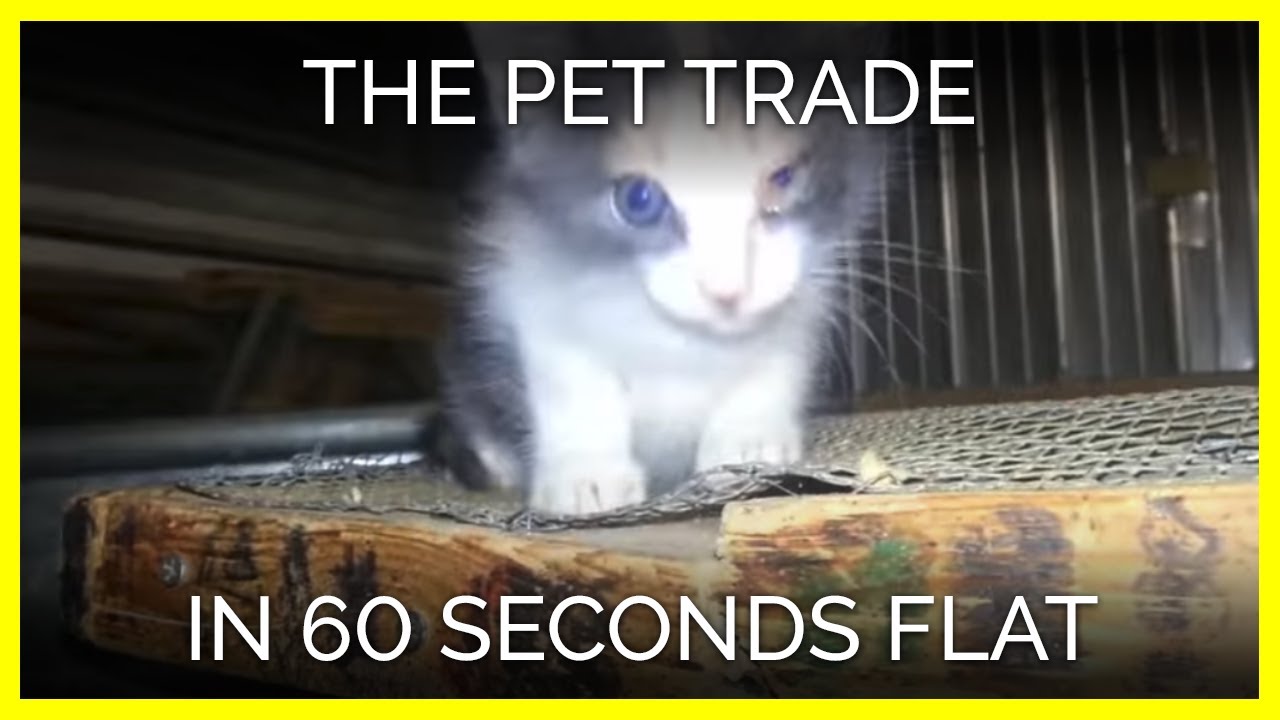 YouTube player