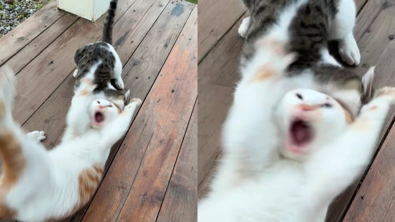 Cats Just Doing What Cats Do Best 🤣Funny Cats Videos 2025 🐱 Part 37