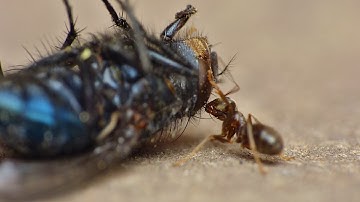 Ant vs fly - Macro Videography - Panasonic Lumix + Raynox DCR-250 - Macro Shots