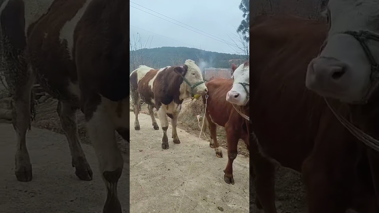 I paired this one at the beginning and I paired it again for the second nest1370