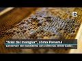 "Miel del manglar", cómo Panamá conserva ese ecosistema con colmenas sensorizadas