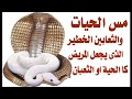 أكد الساحر التائب ان هذه هى اعراض سحر الثعابين والحيات تابع اذا كنت تعانى من هذه الأعراض