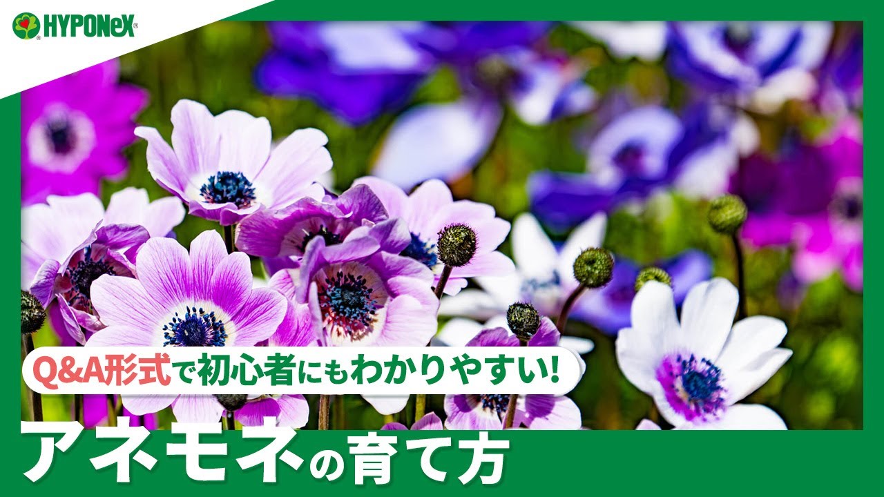 初心者にもおすすめの寒さに強い花10選花の特徴や育て方は 植物とあなたをつなぐplantia