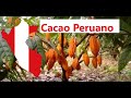 Como se cultiva el Cacao Peruano/Siembra y cultivo integrado del cacao