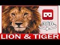 360° VR VIDEO - LION & TIGER - DISCOVERY ANIMAL & NATURE - VIRTUAL REALITY 3D