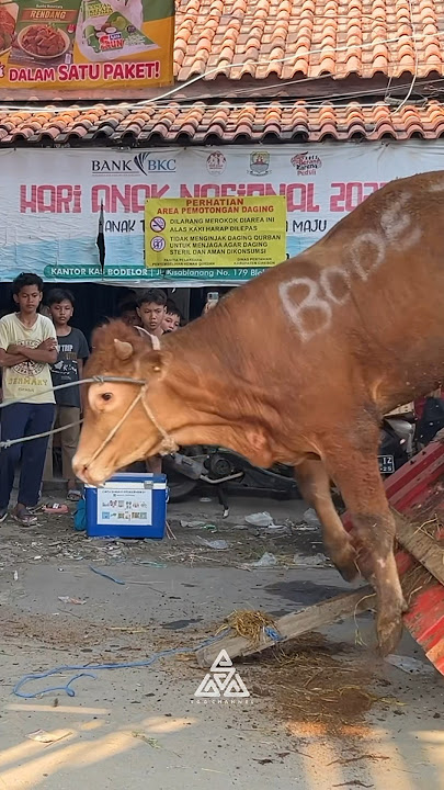 Sapi loncat dari mobil