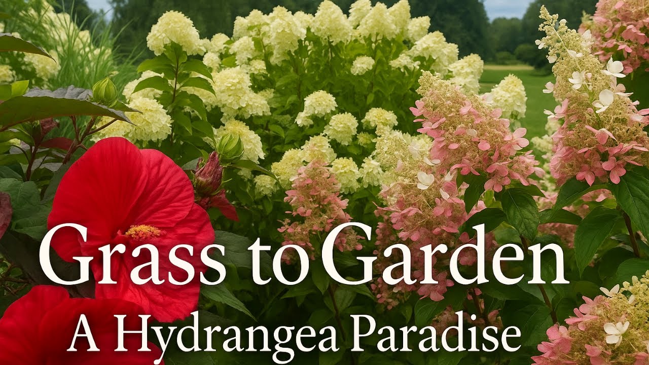 Watch a Yard Become a Hydrangea Paradise 🪷 Endless Hydrangea Drifts