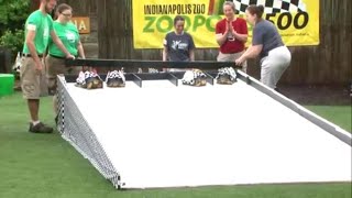 Zoopolis 500: Tortoises race to feast at finish line screenshot 4