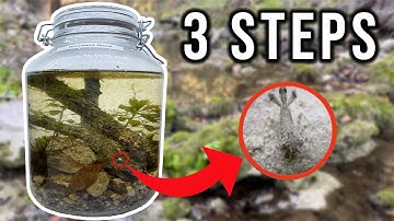 HOW TO Make An Ecosphere + What