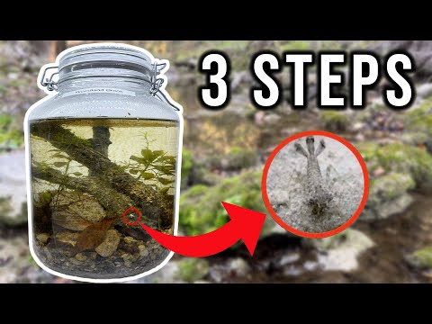 HOW TO Make An Ecosphere + What&rsquo;s Inside?