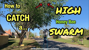 How to CATCH a Honey Bee SWARM from HIGH up in a Tree